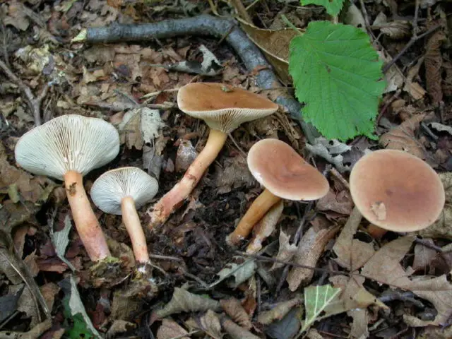 Camphor mushroom (camphor milker): photo and description, how to distinguish from red