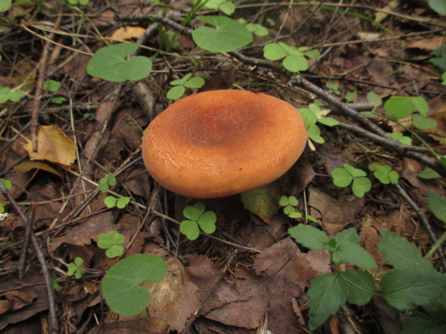 Camphor mushroom (camphor milker): photo and description, how to distinguish from red