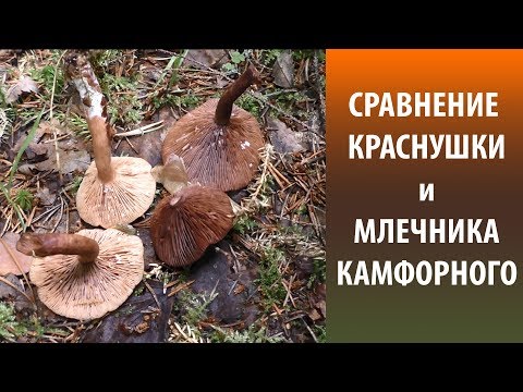 Camphor mushroom (camphor milker): photo and description, how to distinguish from red