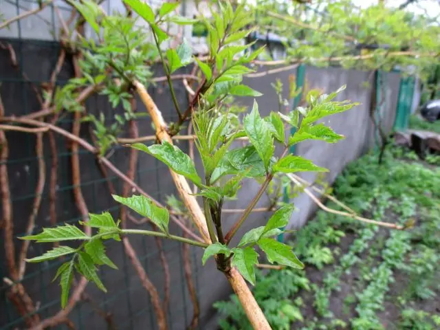 Campsis: planting and care in the open field, pruning