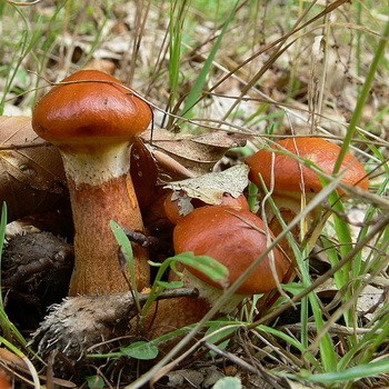 Can butternuts turn red or pink when cooked?