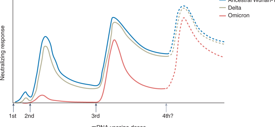 Can Omicron bypass Pfizer protection? There is a new WHO study and position