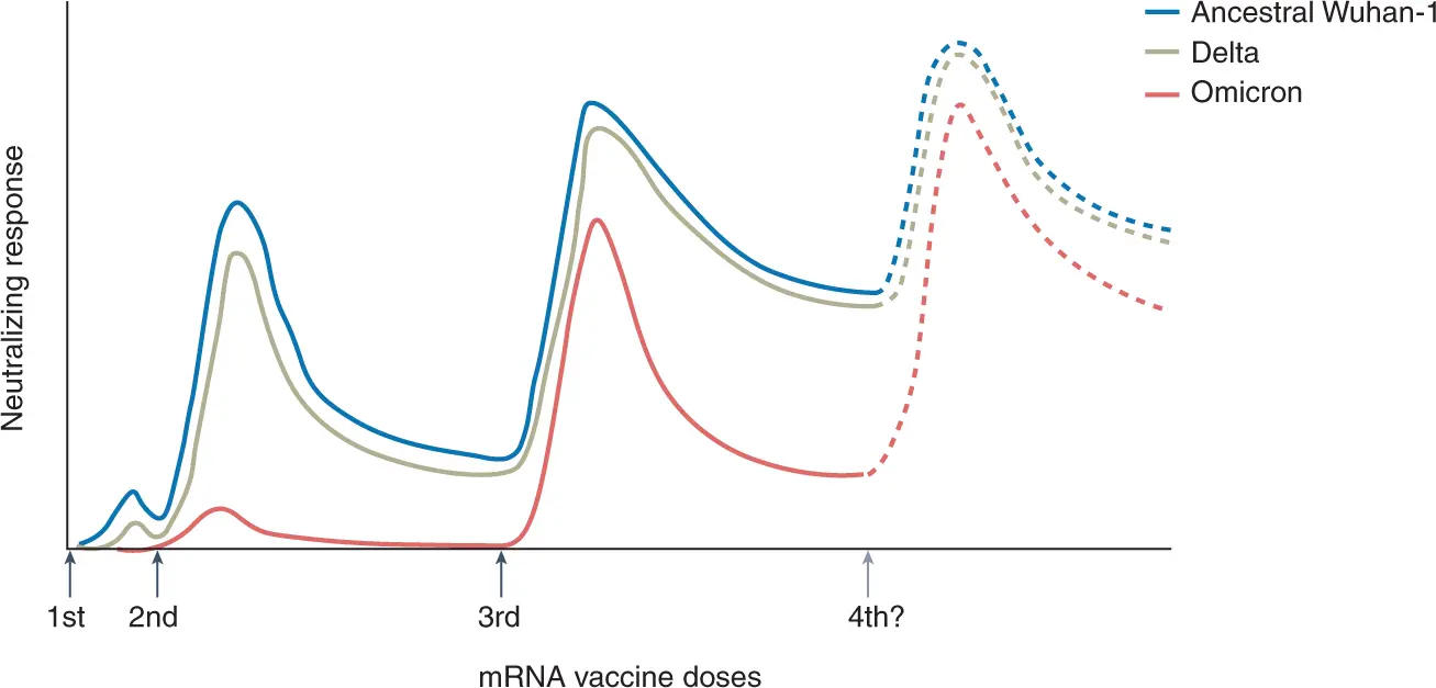 Can Omicron bypass Pfizer protection? There is a new WHO study and position