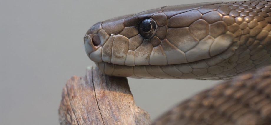 Can snake venom cure cancer? Scientists have a new theory