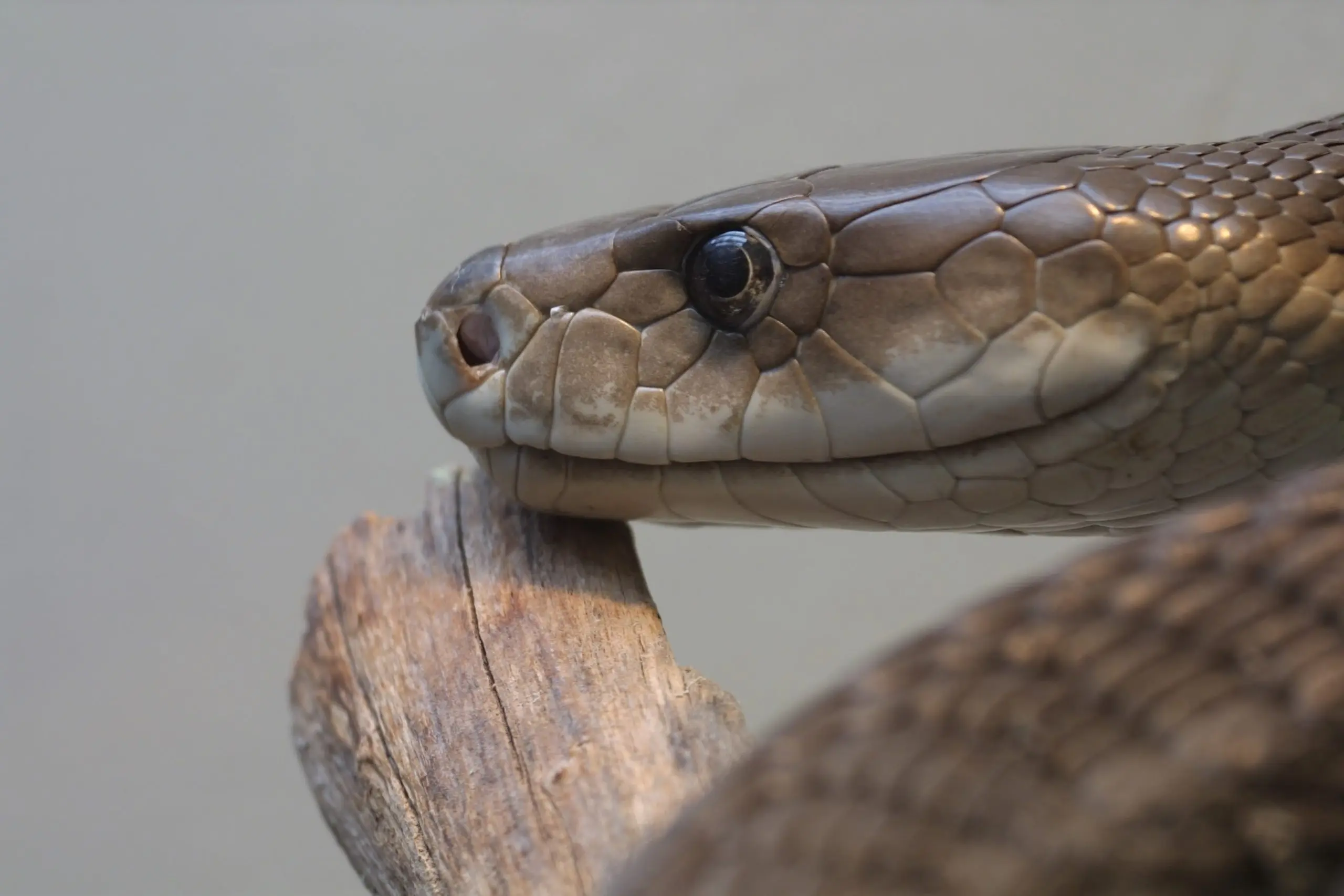 Can snake venom cure cancer? Scientists have a new theory