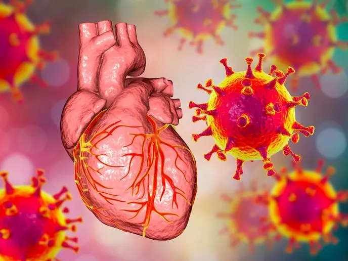 Can the coronavirus damage the heart?