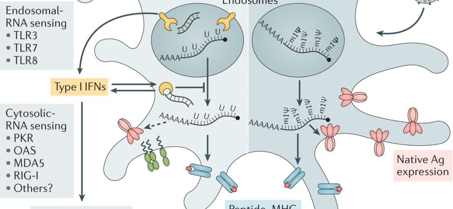 Can vaccine mRNAs modify our cells? Scientists explain