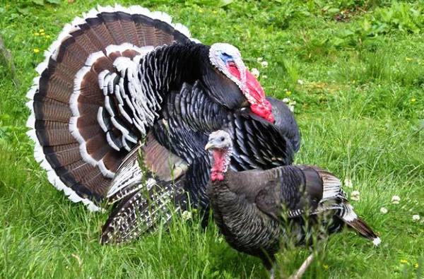 Canadian broad-breasted turkeys