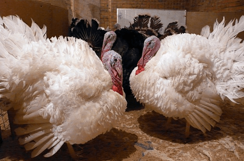 Canadian broad-breasted turkeys