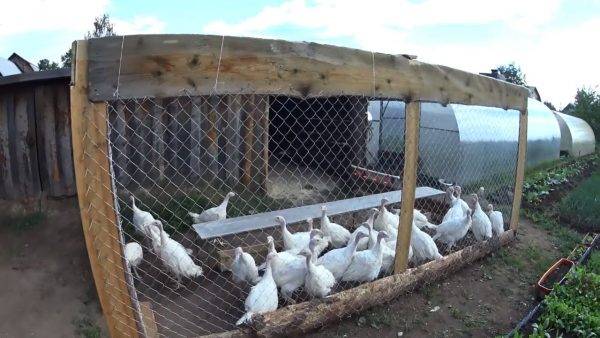 Canadian broad-breasted turkeys