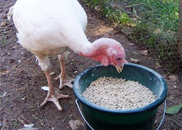 Canadian broad-breasted turkeys