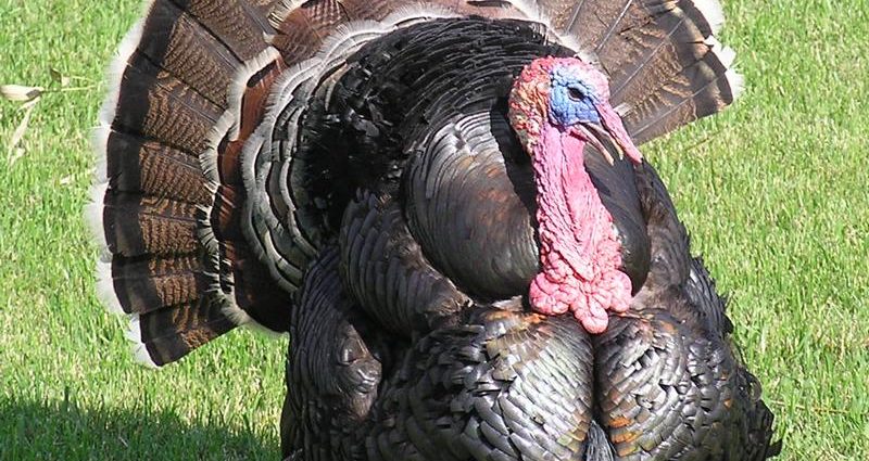 Canadian broad-breasted turkeys