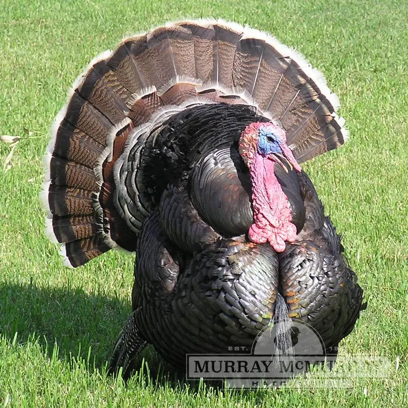 Canadian broad-breasted turkeys