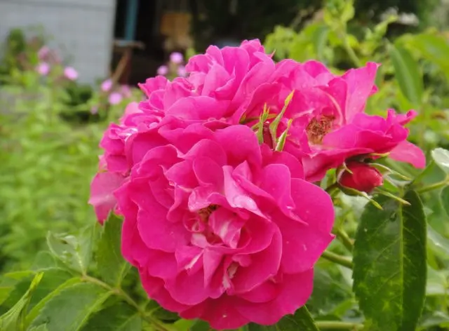 Canadian climbing rose John Cabot (John Cabot): photo and description, reviews