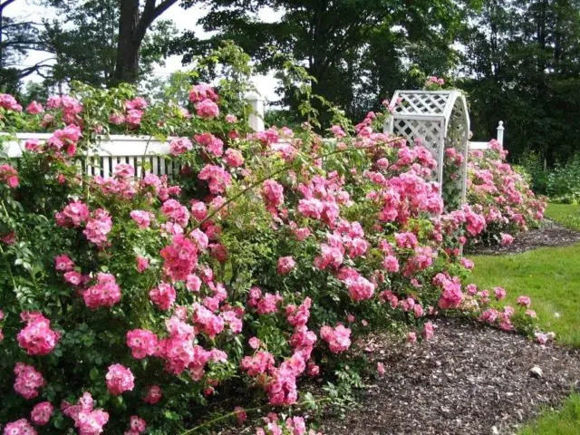 Canadian climbing rose John Cabot (John Cabot): photo and description, reviews