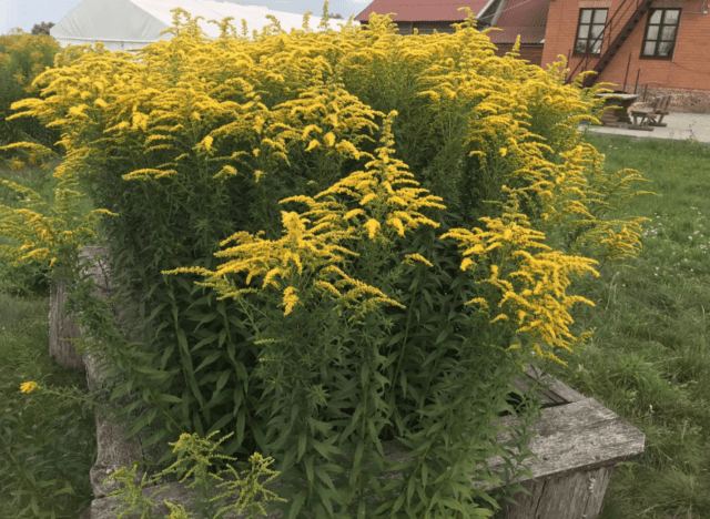 Canadian goldenrod: medicinal properties and contraindications, application