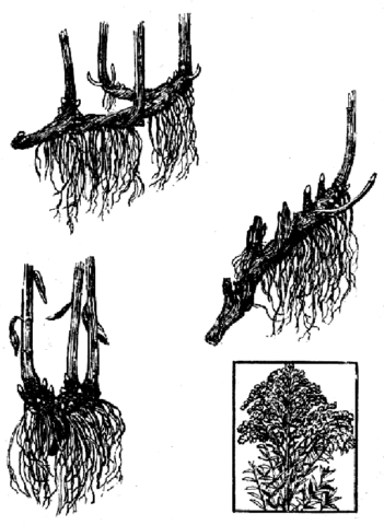 Canadian goldenrod: medicinal properties and contraindications, application