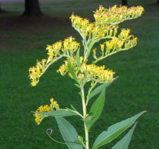 Canadian goldenrod: medicinal properties and contraindications, application