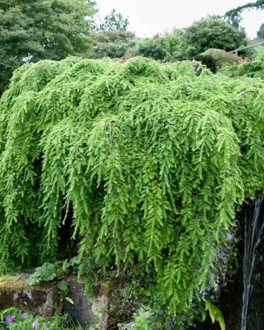 Canadian hemlock: description and care in the suburbs, photos in landscape design, reviews