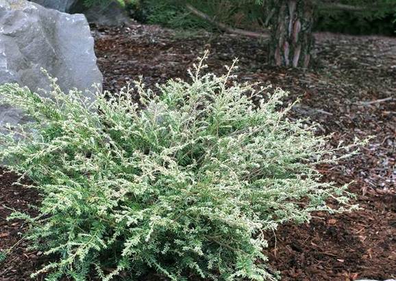 Canadian hemlock: description and care in the suburbs, photos in landscape design, reviews