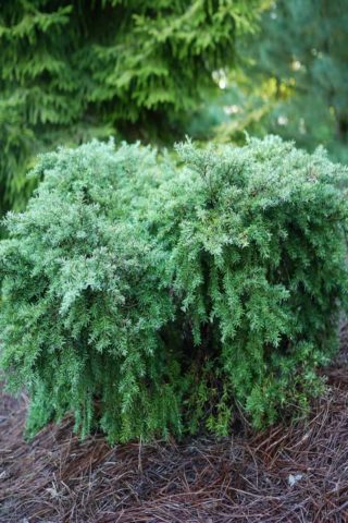 Canadian hemlock: description and care in the suburbs, photos in landscape design, reviews