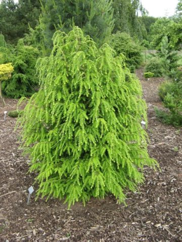 Canadian hemlock: description and care in the suburbs, photos in landscape design, reviews