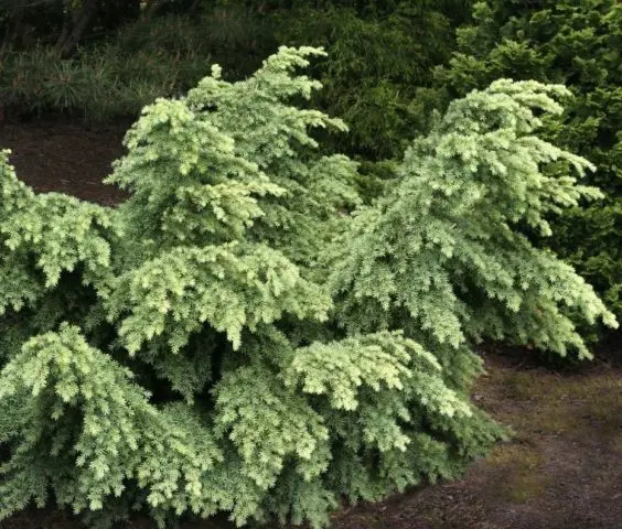 Canadian hemlock: description and care in the suburbs, photos in landscape design, reviews