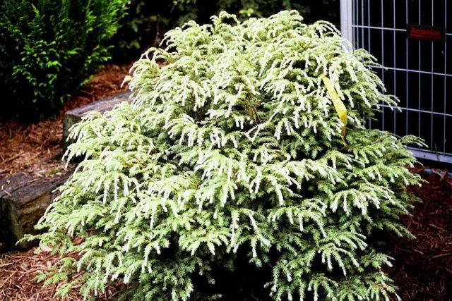 Canadian hemlock: description and care in the suburbs, photos in landscape design, reviews