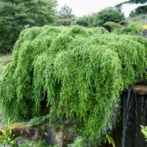 Canadian hemlock: description and care in the suburbs, photos in landscape design, reviews