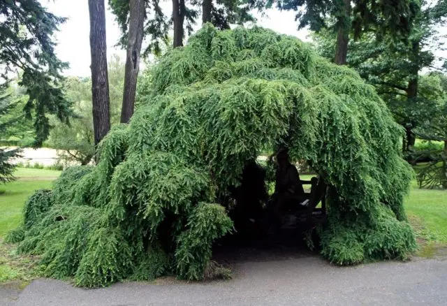 Canadian hemlock: description and care in the suburbs, photos in landscape design, reviews