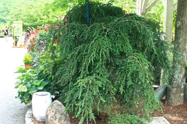 Canadian hemlock: description and care in the suburbs, photos in landscape design, reviews