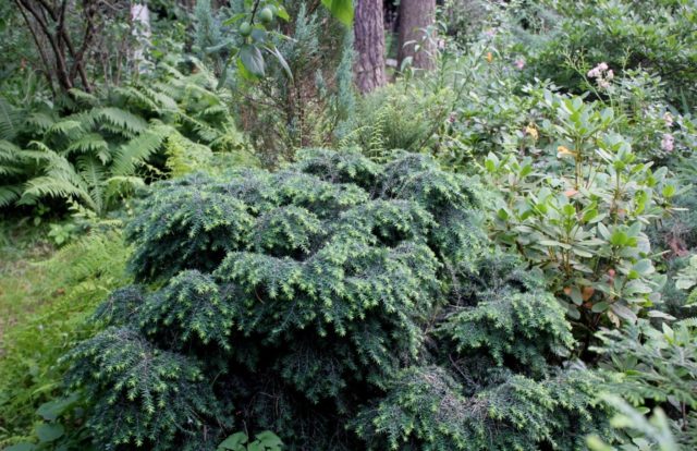 Canadian hemlock: description and care in the suburbs, photos in landscape design, reviews