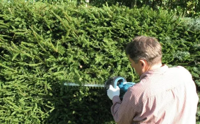 Canadian hemlock: description and care in the suburbs, photos in landscape design, reviews