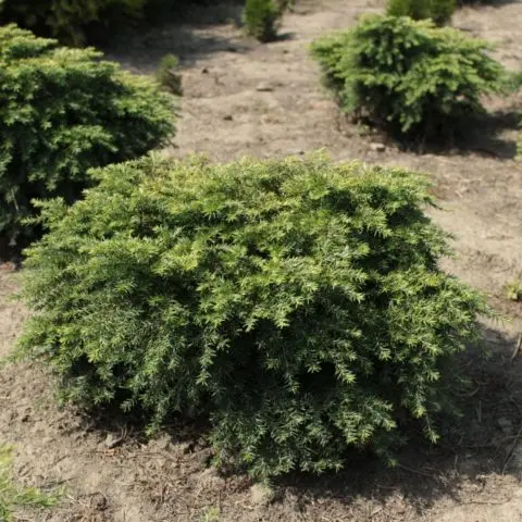 Canadian hemlock: description and care in the suburbs, photos in landscape design, reviews