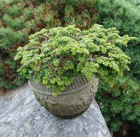 Canadian hemlock: description and care in the suburbs, photos in landscape design, reviews