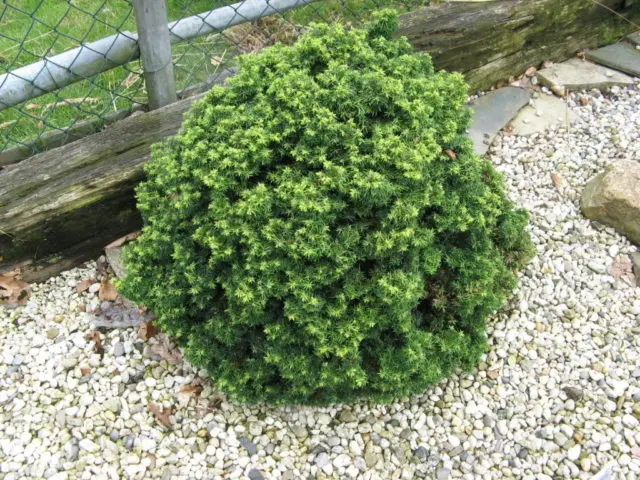 Canadian hemlock: description and care in the suburbs, photos in landscape design, reviews