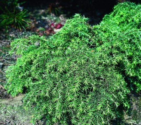 Canadian hemlock: description and care in the suburbs, photos in landscape design, reviews