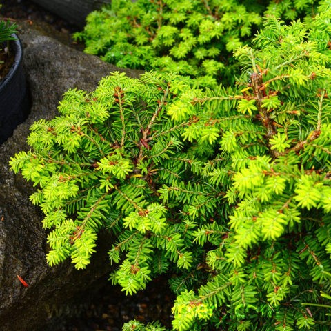 Canadian hemlock: description and care in the suburbs, photos in landscape design, reviews