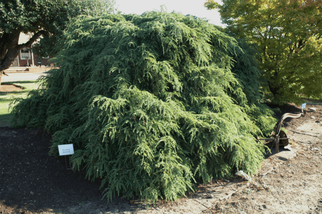 Canadian hemlock: description and care in the suburbs, photos in landscape design, reviews