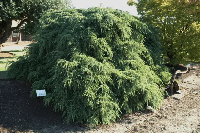 Canadian hemlock: description and care in the suburbs, photos in landscape design, reviews