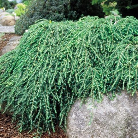 Canadian hemlock: description and care in the suburbs, photos in landscape design, reviews