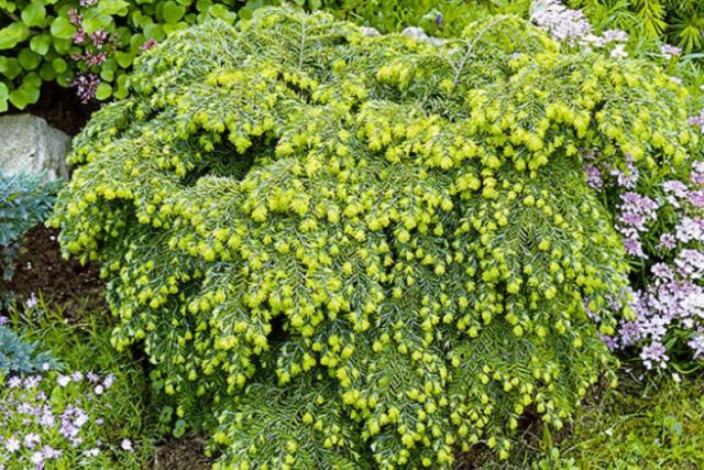 Canadian hemlock Jeddeloh: description, photos, reviews, winter hardiness