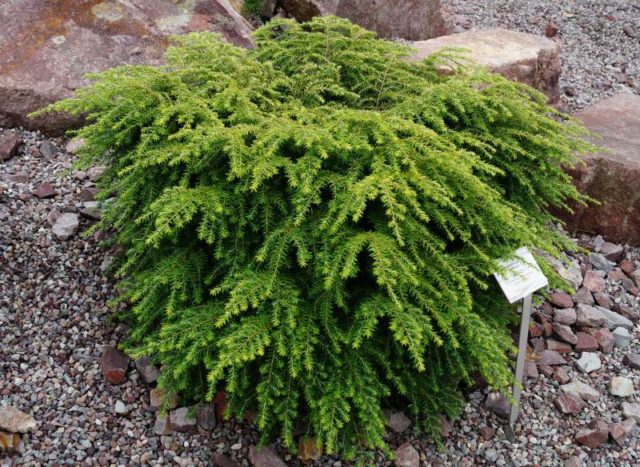 Canadian hemlock Jeddeloh: description, photos, reviews, winter hardiness