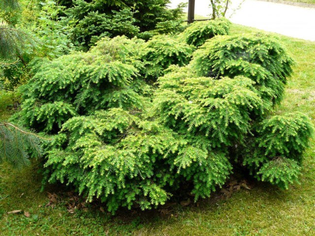 Canadian hemlock Jeddeloh: description, photos, reviews, winter hardiness