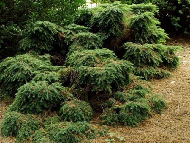 Canadian hemlock Jeddeloh: description, photos, reviews, winter hardiness