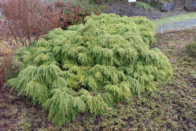 Canadian hemlock Jeddeloh: description, photos, reviews, winter hardiness