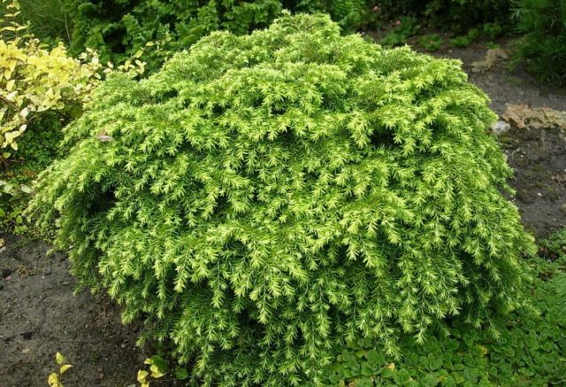 Canadian hemlock Jeddeloh: description, photos, reviews, winter hardiness