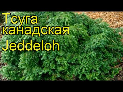 Canadian hemlock Jeddeloh: description, photos, reviews, winter hardiness