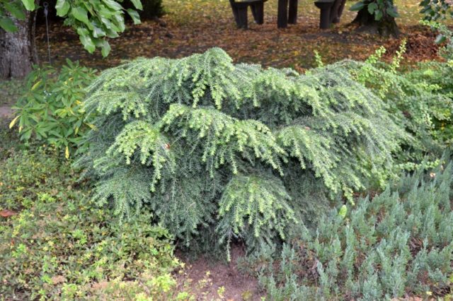 Canadian hemlock Nana (Nana): description and care