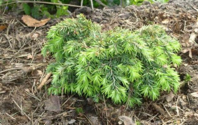 Canadian hemlock Nana (Nana): description and care